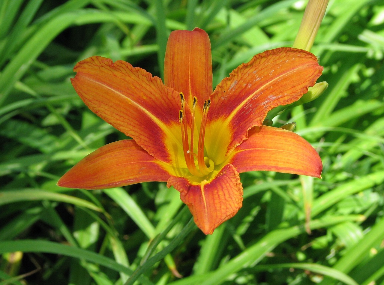 orange daylily tawny daylily tiger daylily free photo