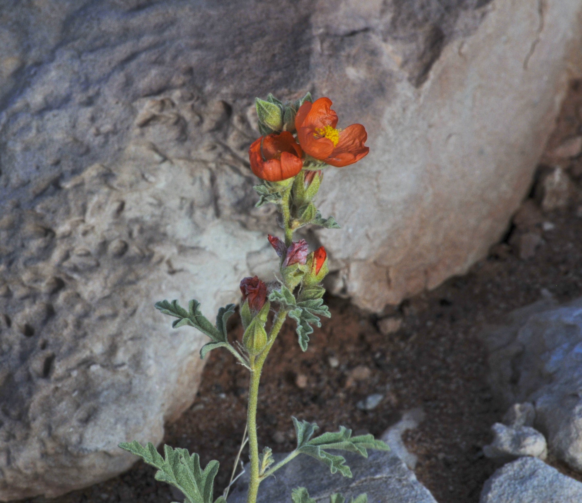 desert flower flowers free photo