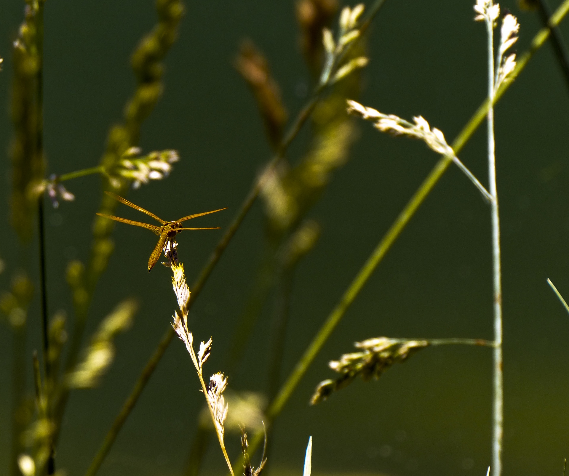 dragonfly orange reeds free photo