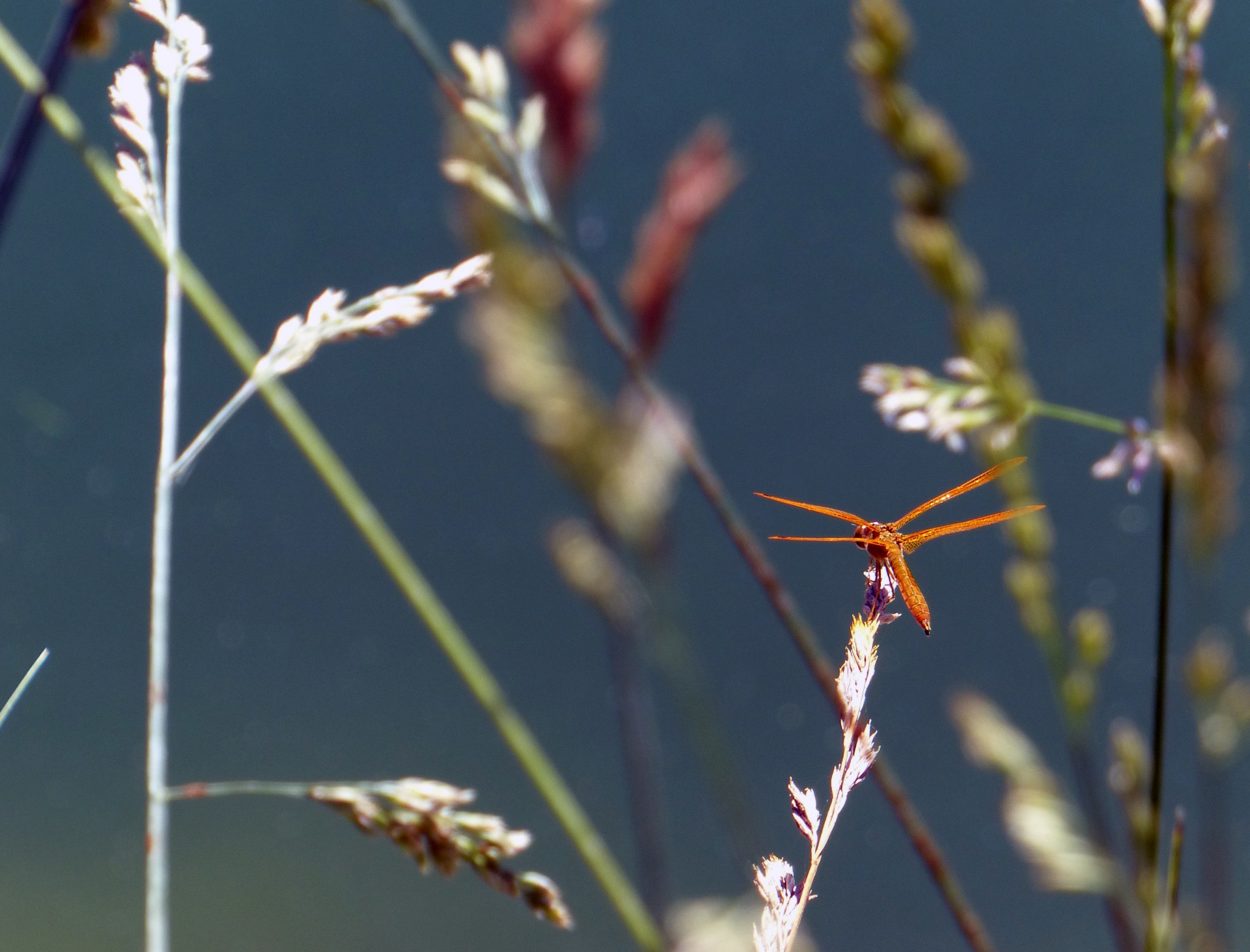 dragonfly reed orange free photo