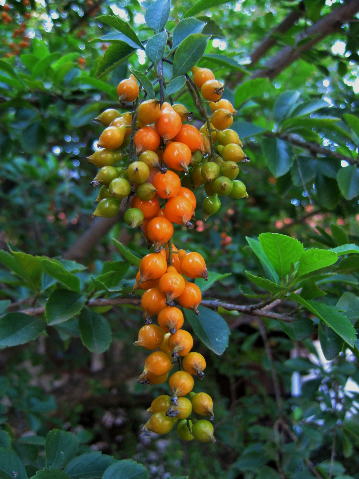 berries duranta orange free photo