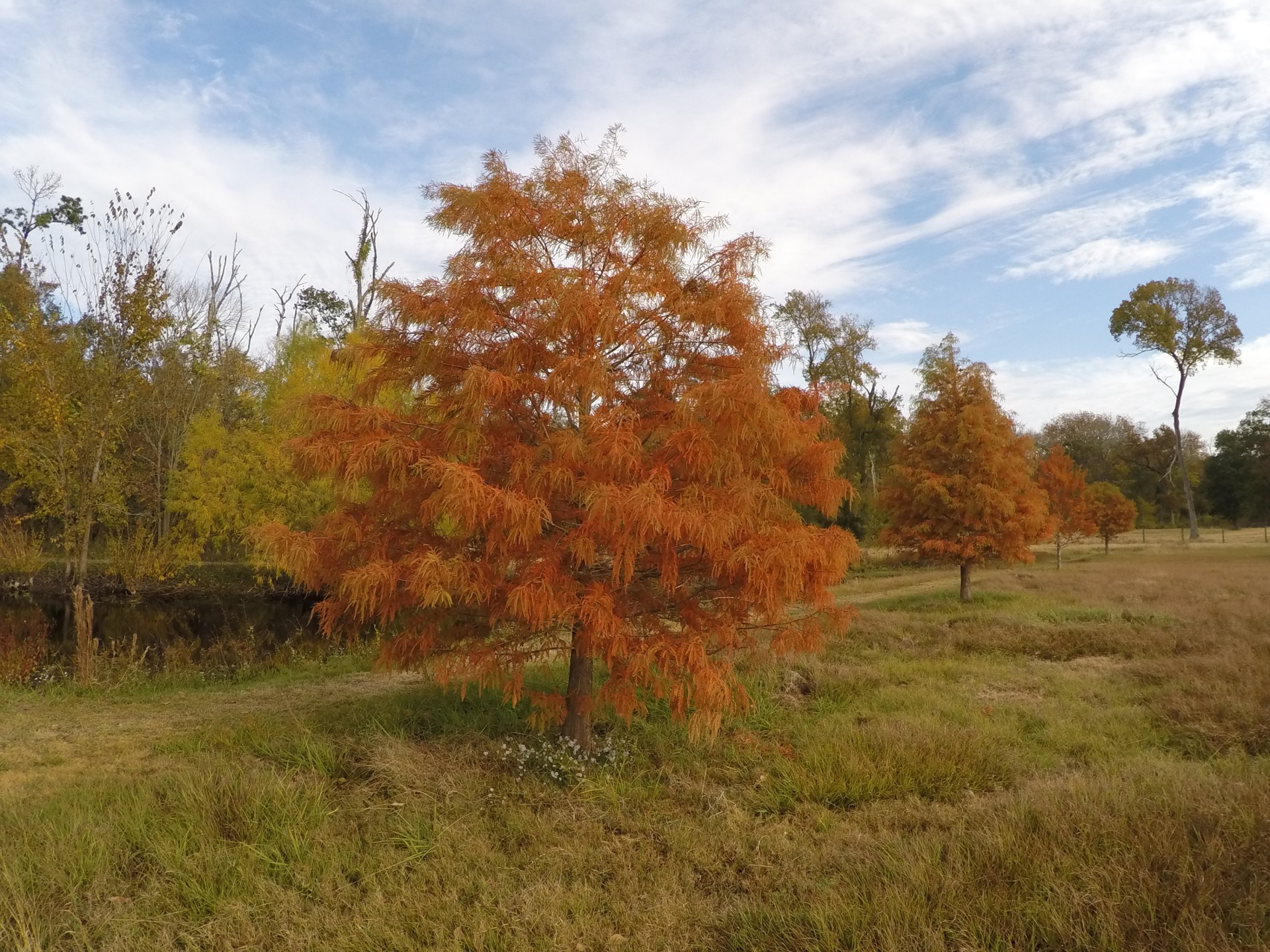 trees autumn fall free photo