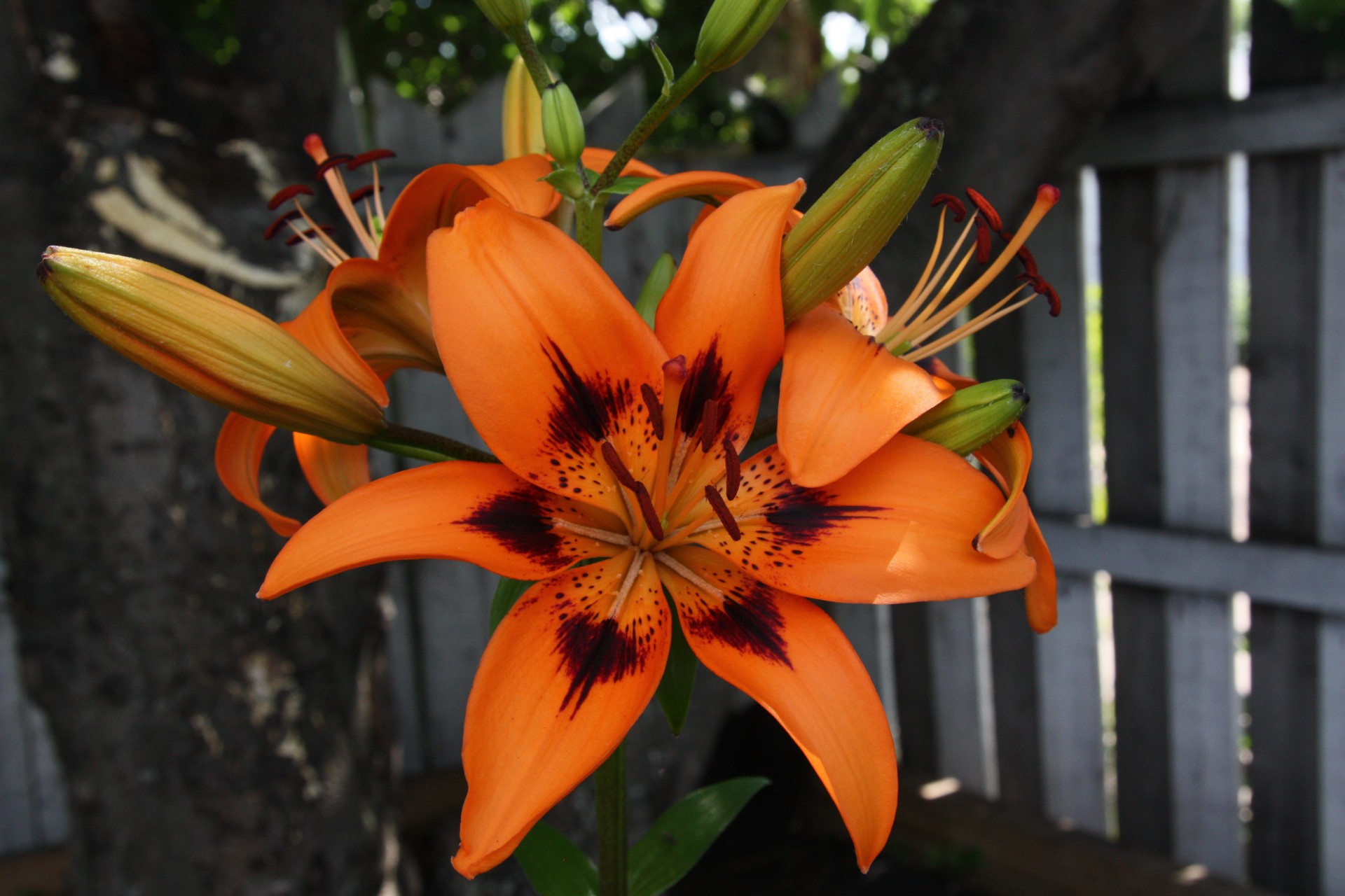 orange fire lily free photo