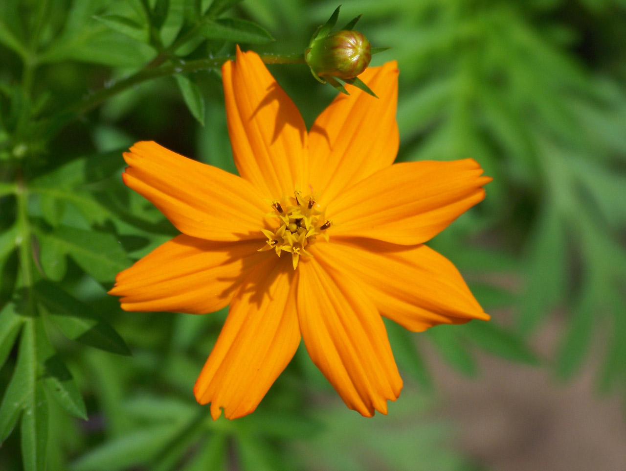 flower orange bud free photo