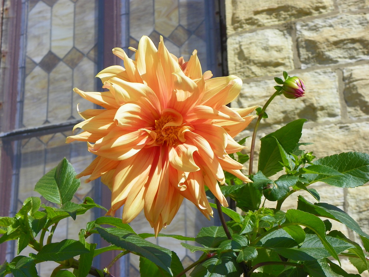 dahlia orange flower spring free photo