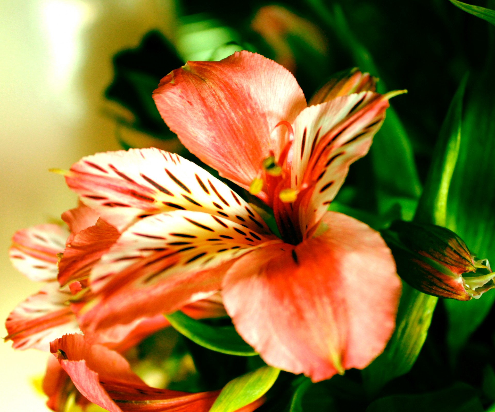 orange flower flower petals free photo