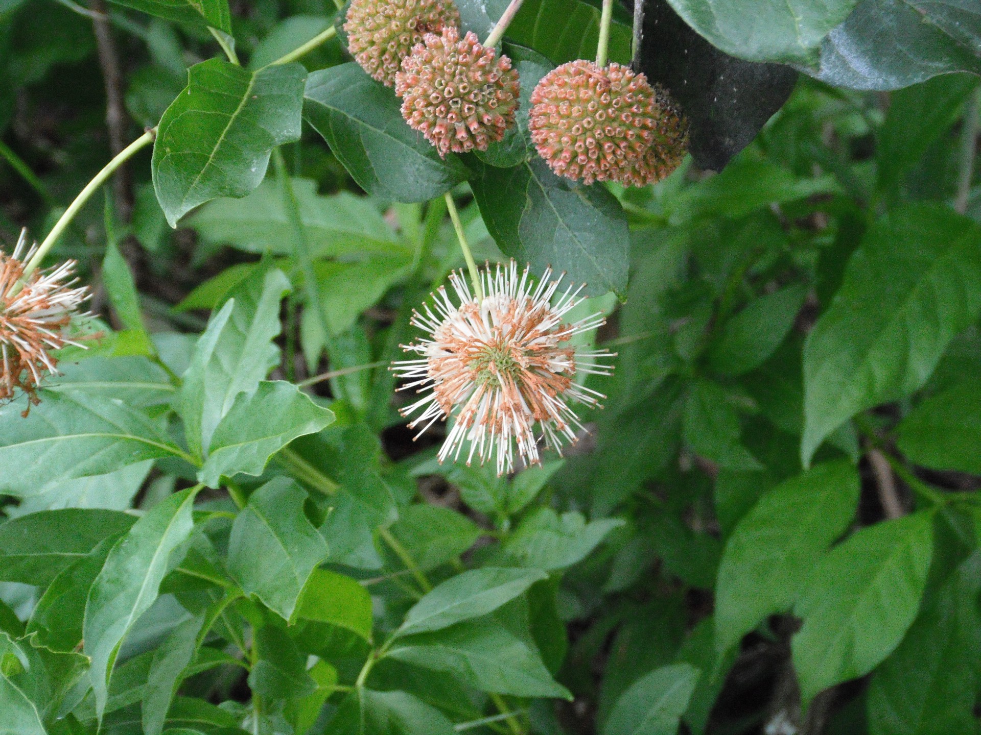 orange spiky plant free photo