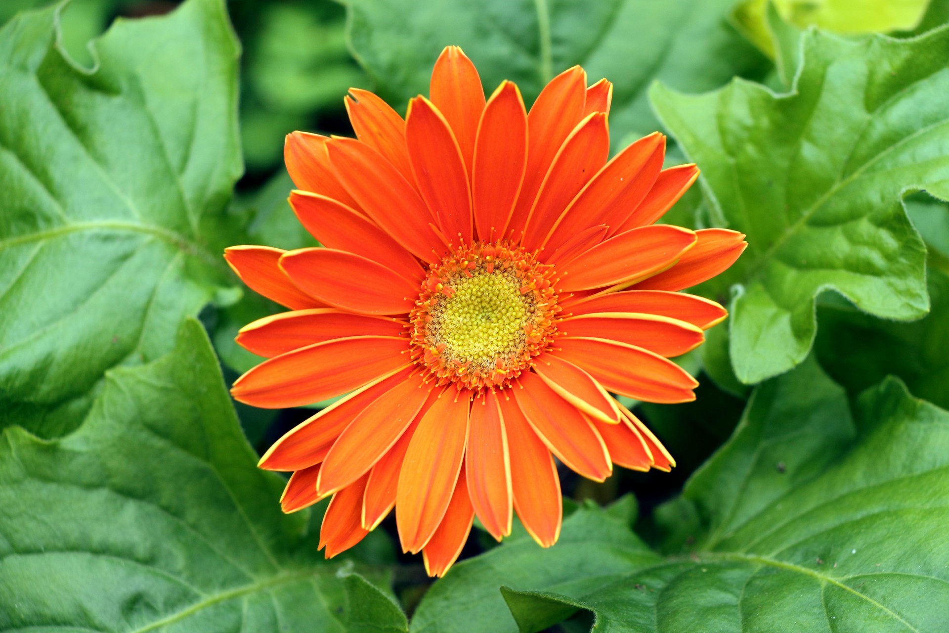 Оранжевый Дейзи цветок