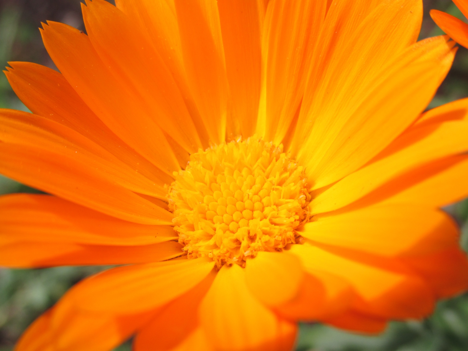 flower orange yellow free photo