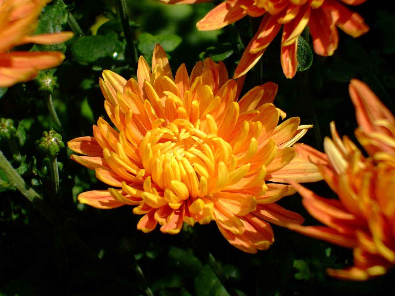 orange flower flower bloom free photo