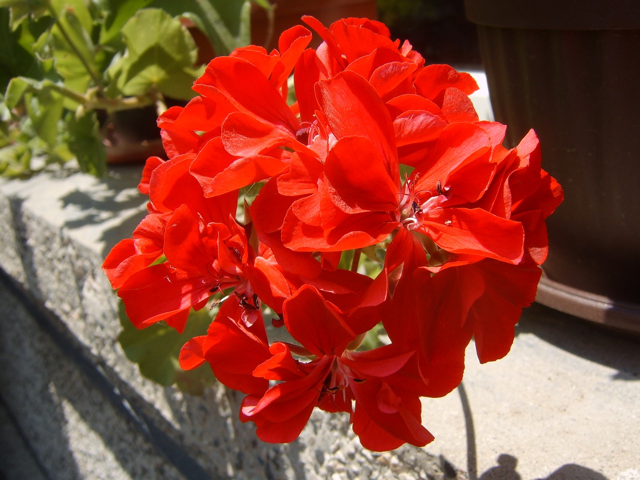 orange flower pelargonium color free photo