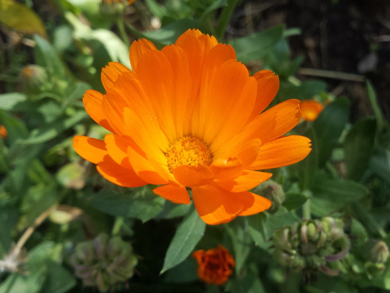 orange flower petals orange yellow flower free photo