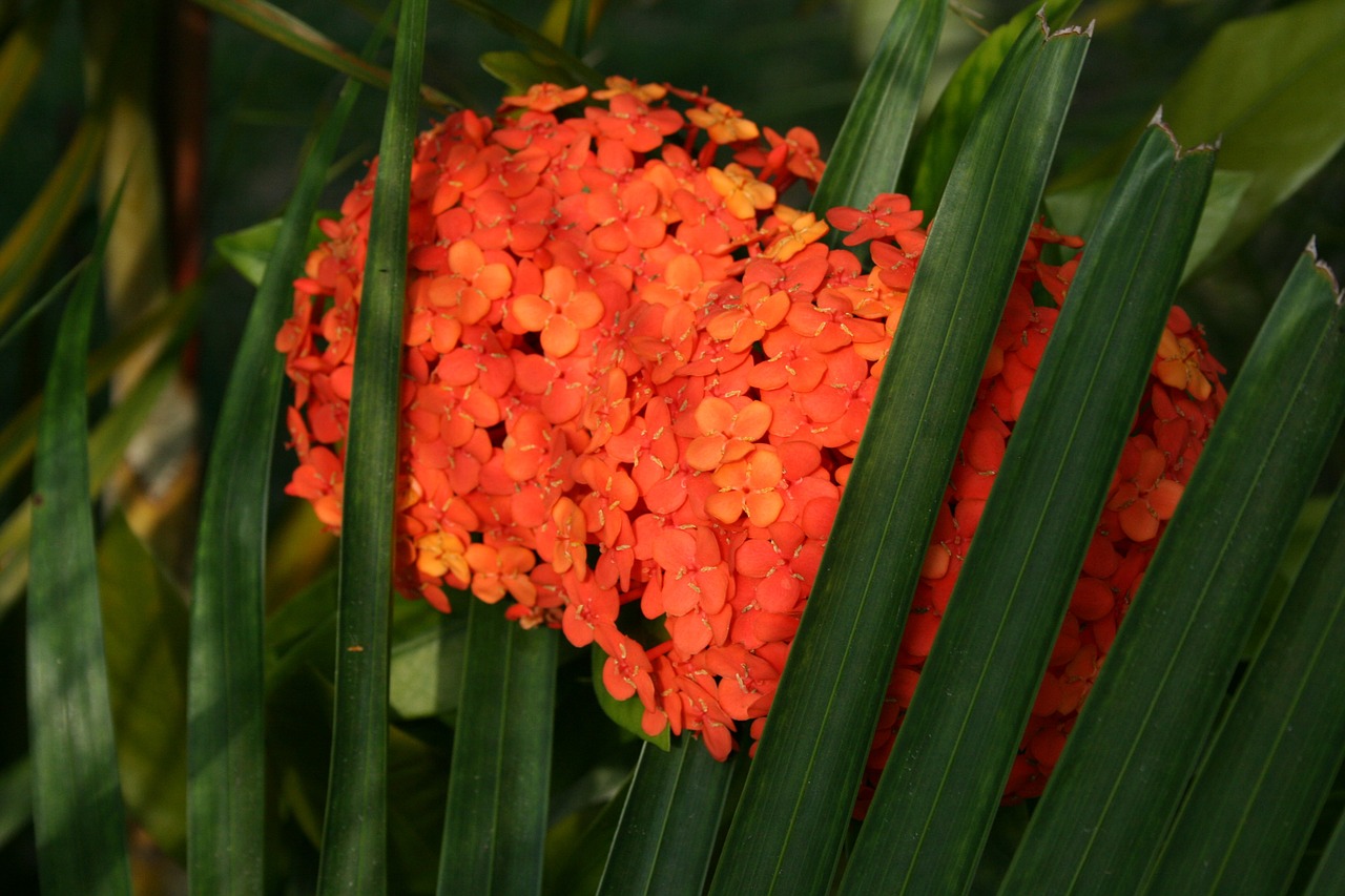 orange flower hydrangea green leaves free photo