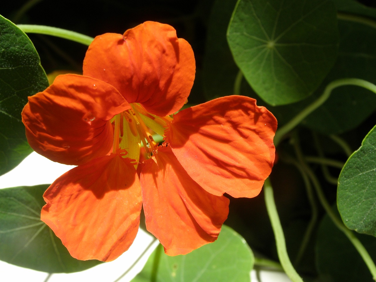Оранжевое комнатное растение. Неманантус оранжевый. Цветок комнатный оранж. Оранжевые цветы. Оранжевые комнатные растения.