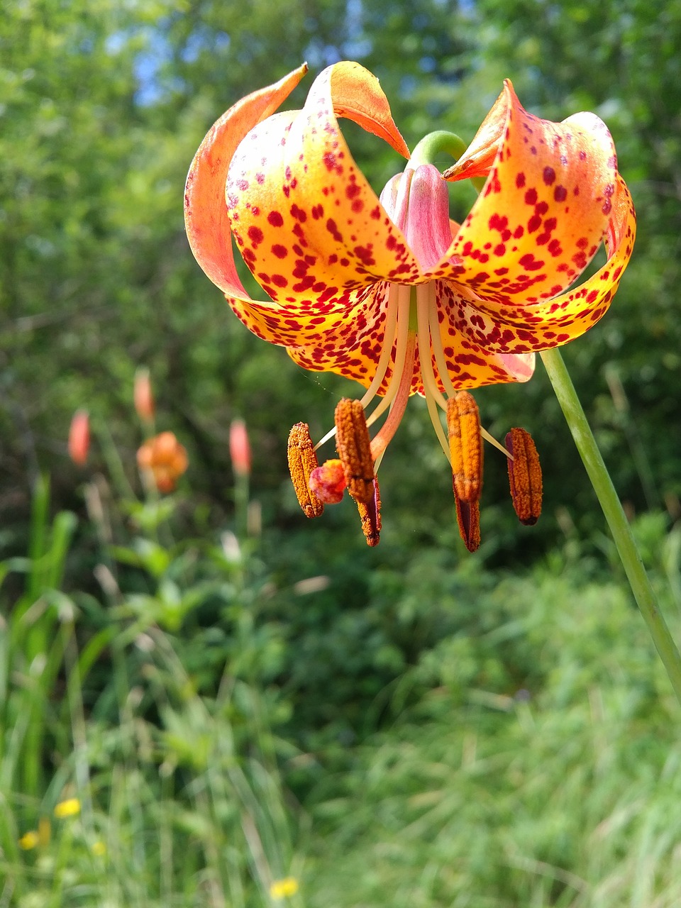 orange flower lily nature free photo