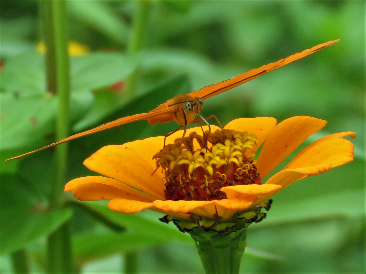 orange flower orange butterfly flower garden free photo