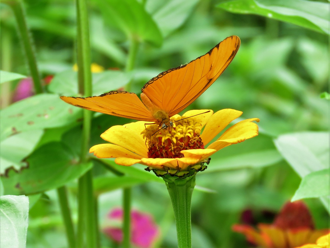 orange flower orange butterfly flower garden free photo