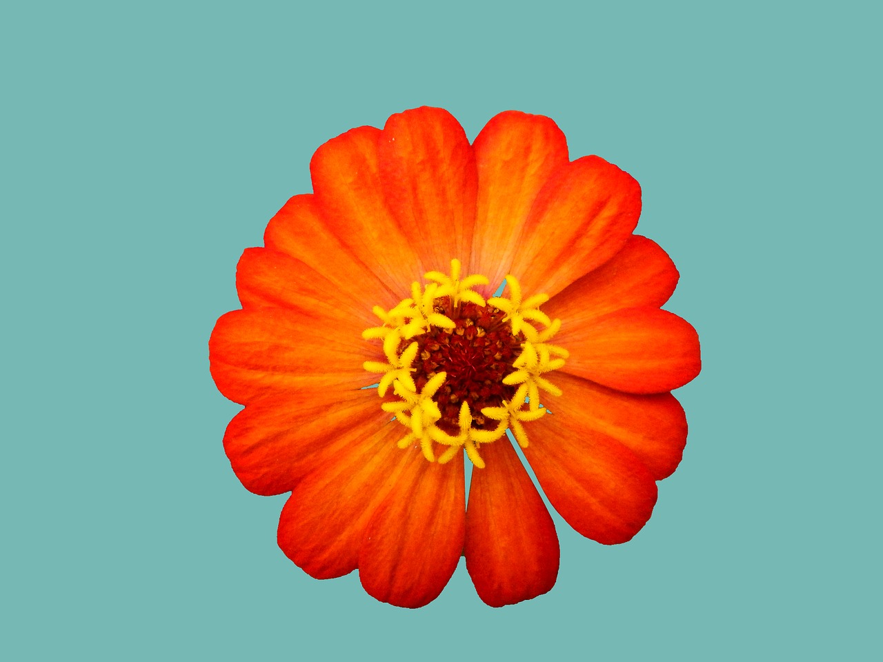 orange flower spring flower free photo