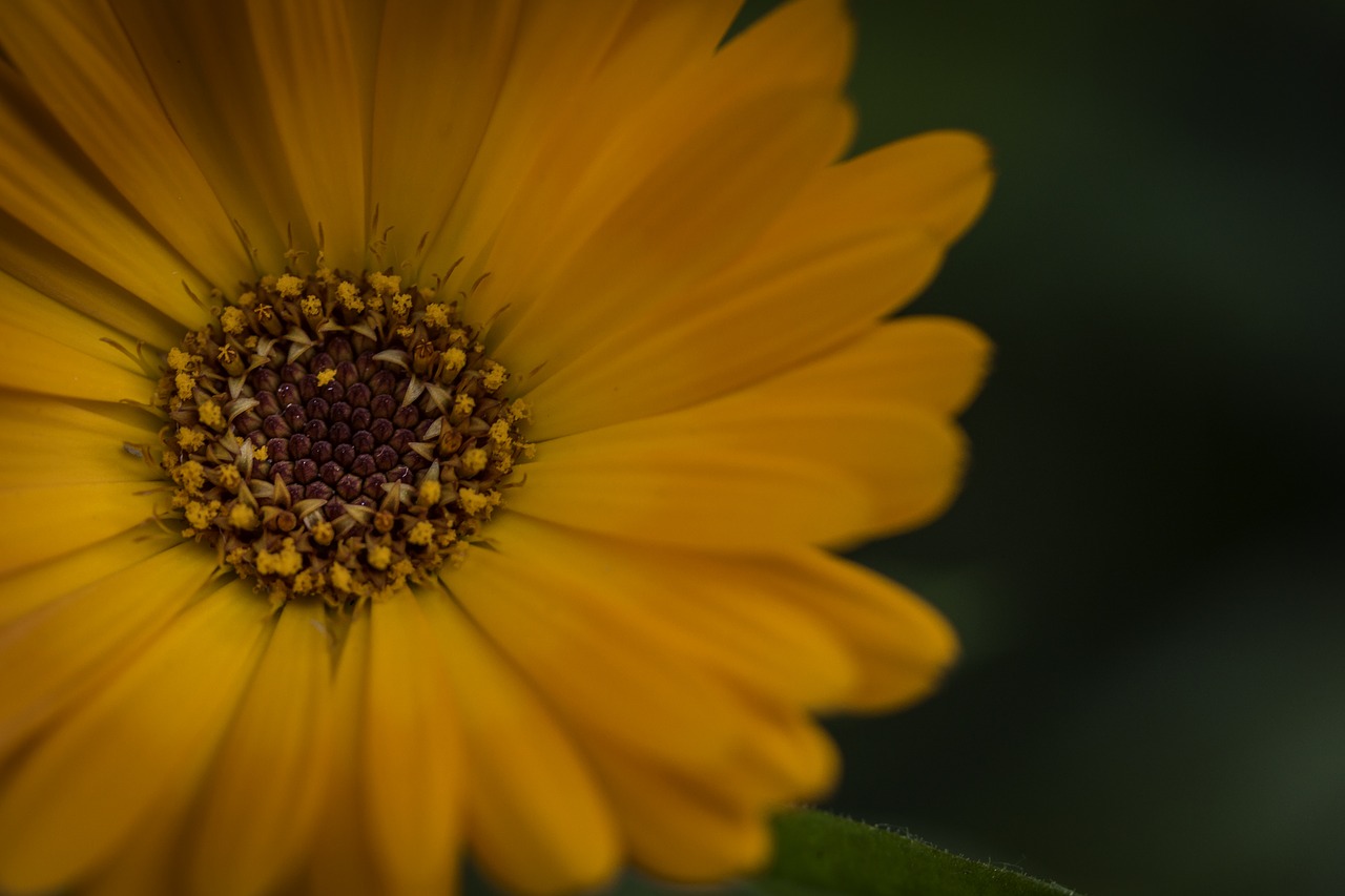 orange flower flower orange free photo