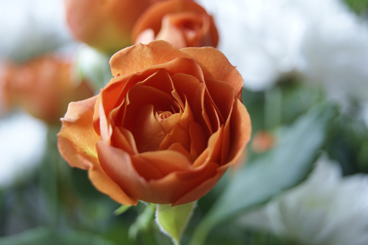 orange flower rose rose flower free photo