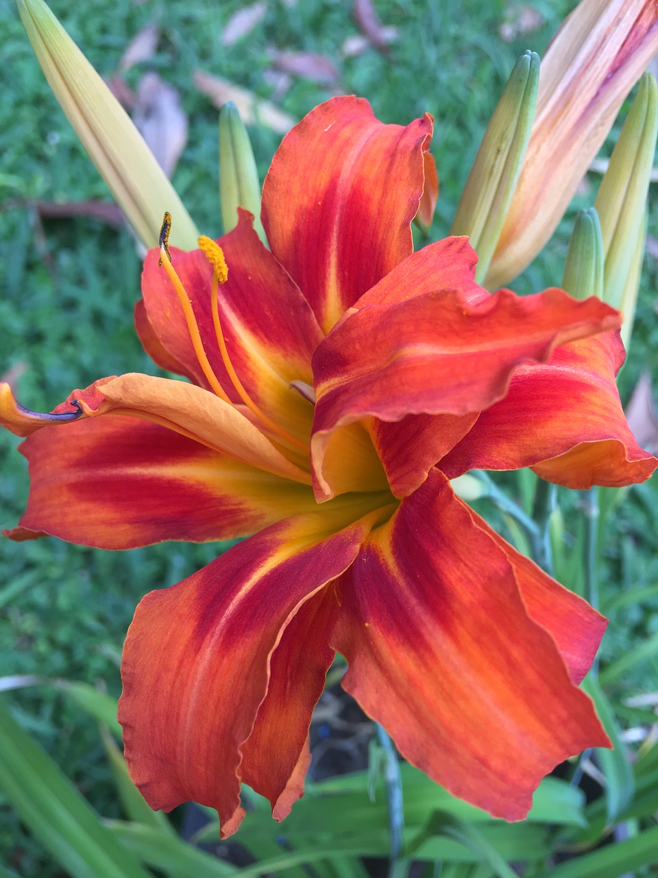 orange flower petals orange flower free photo