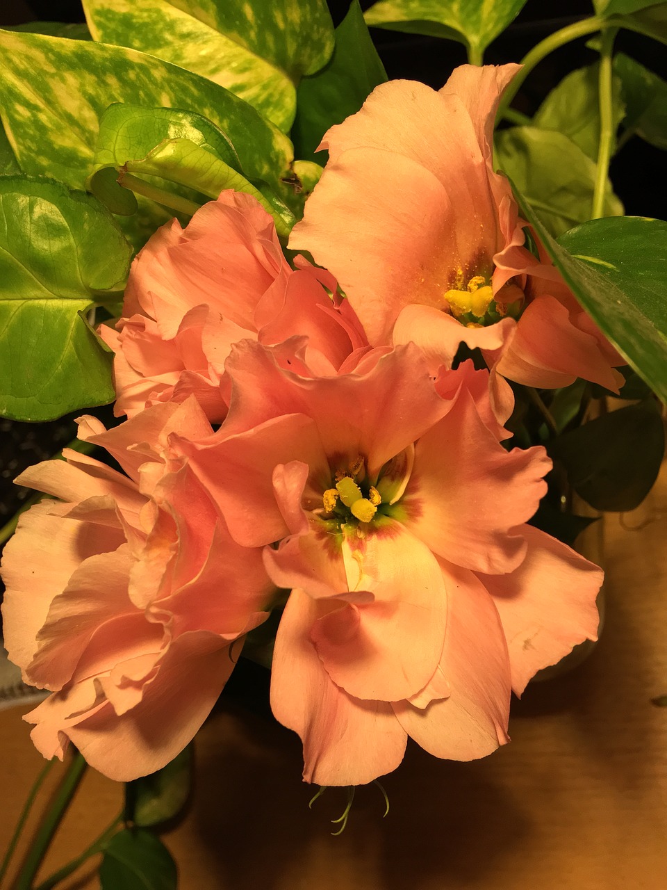 orange flower  pistils  petals free photo