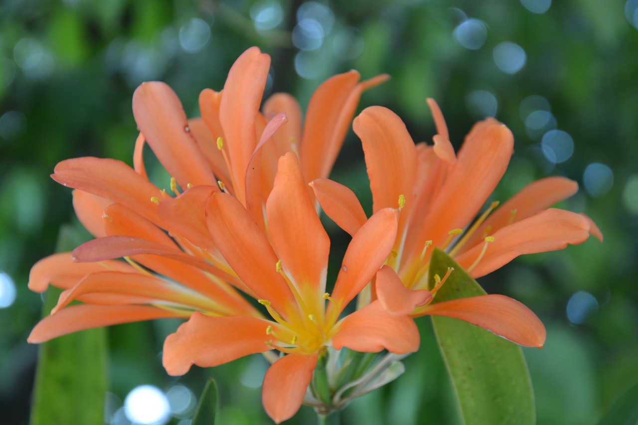 orange flower  flower  petals free photo