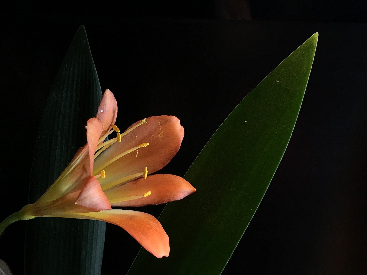 orange flower  pistils  stamens free photo