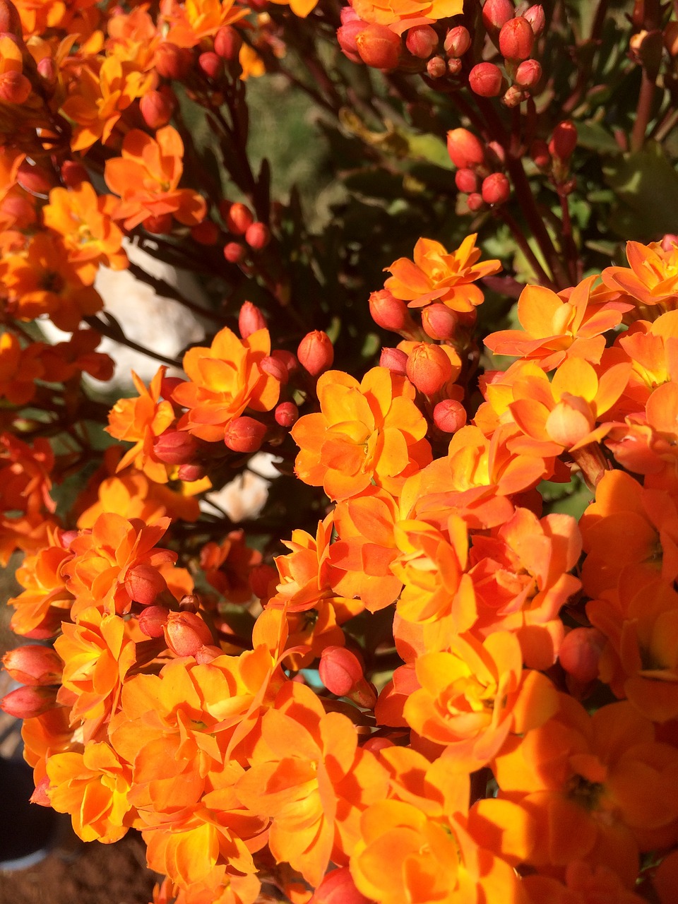 orange flower  orange  nature free photo