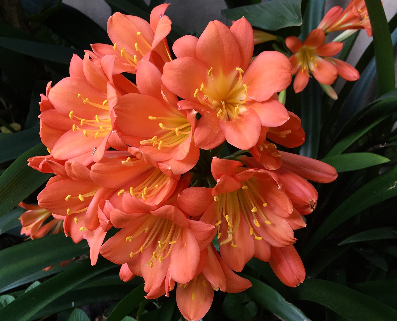 orange flower  pistils  flower free photo
