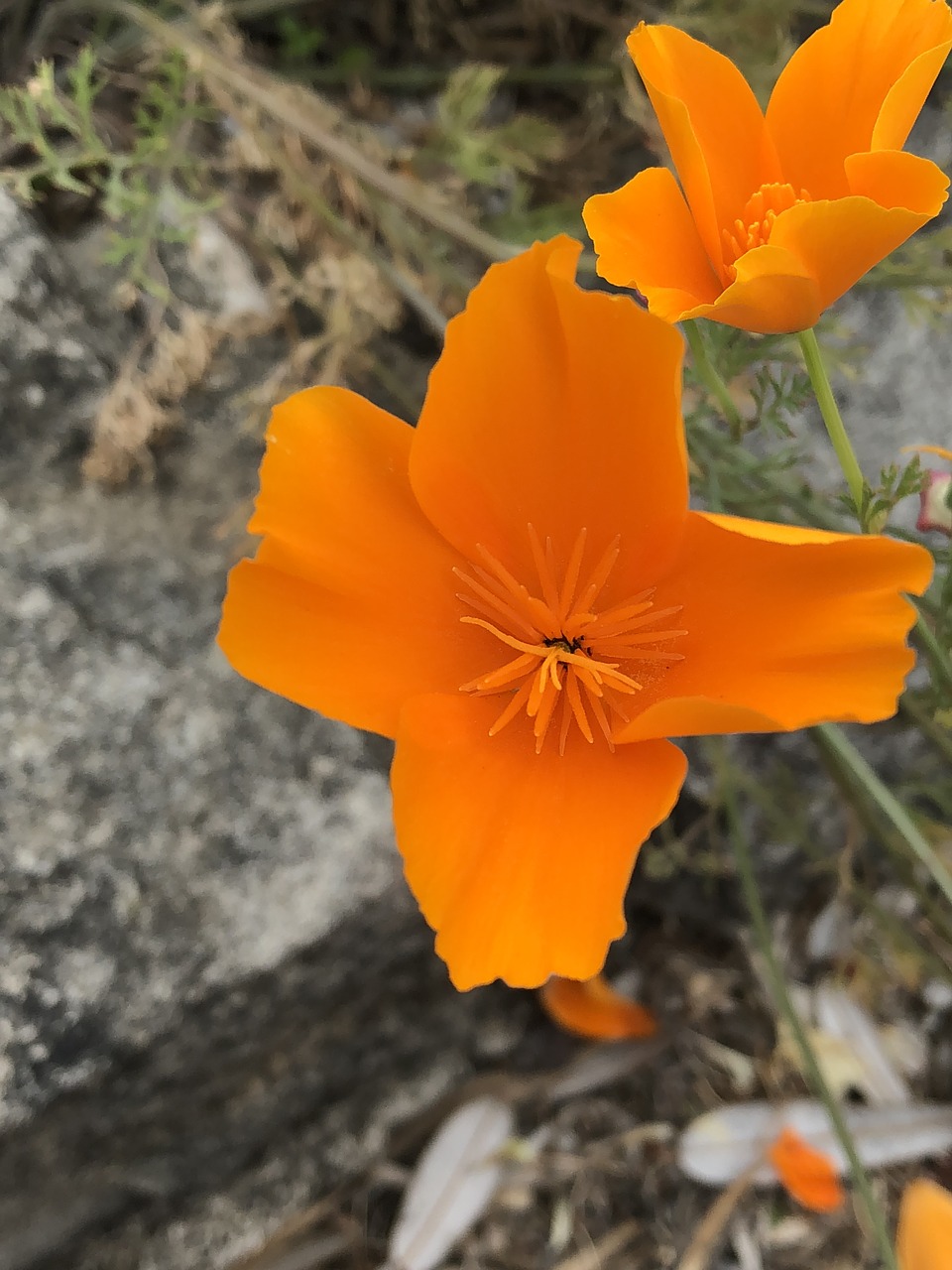 orange flower  nature  floral free photo