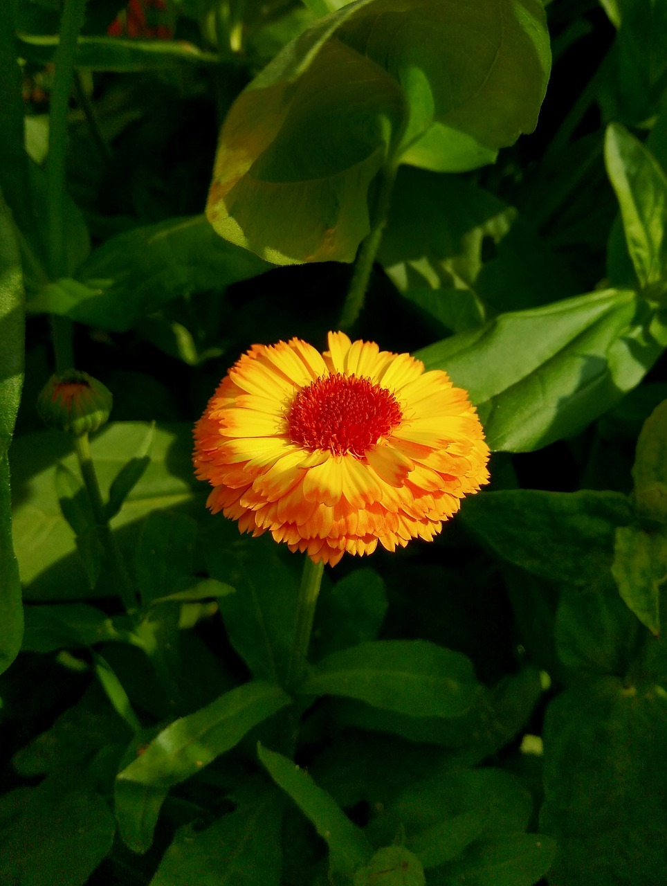 orange flower  plant  flora free photo