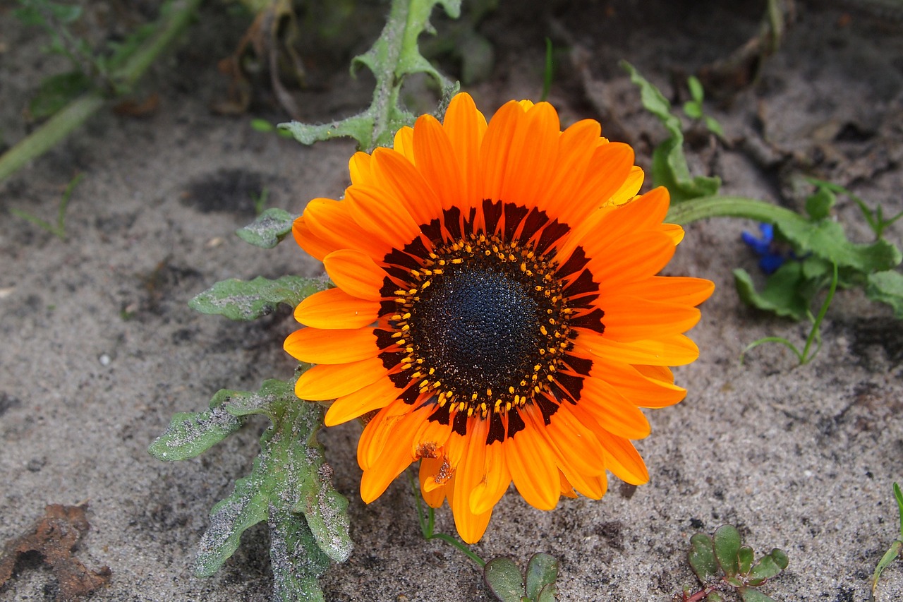 orange flower petals garden free photo