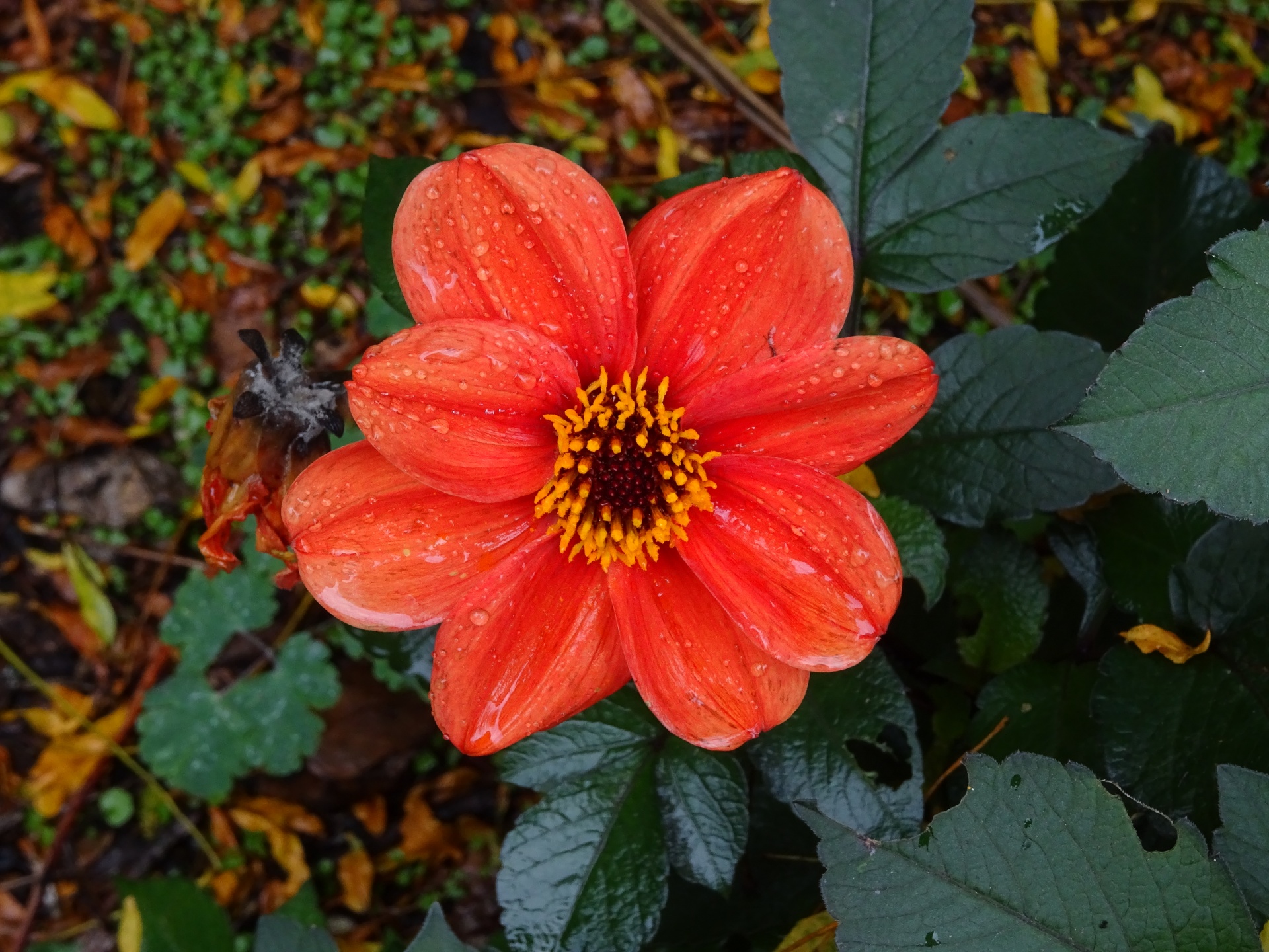 flower orange floral free photo