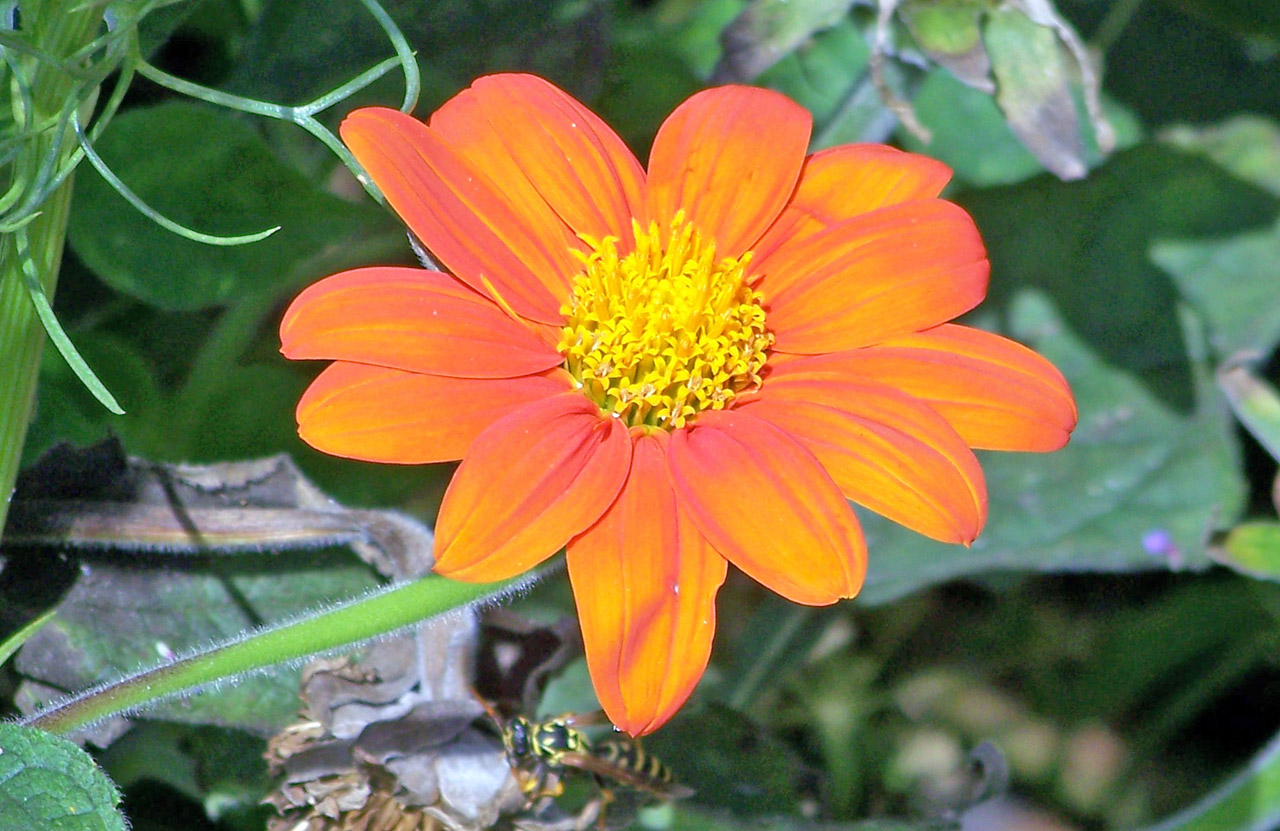 flower orange yellow free photo