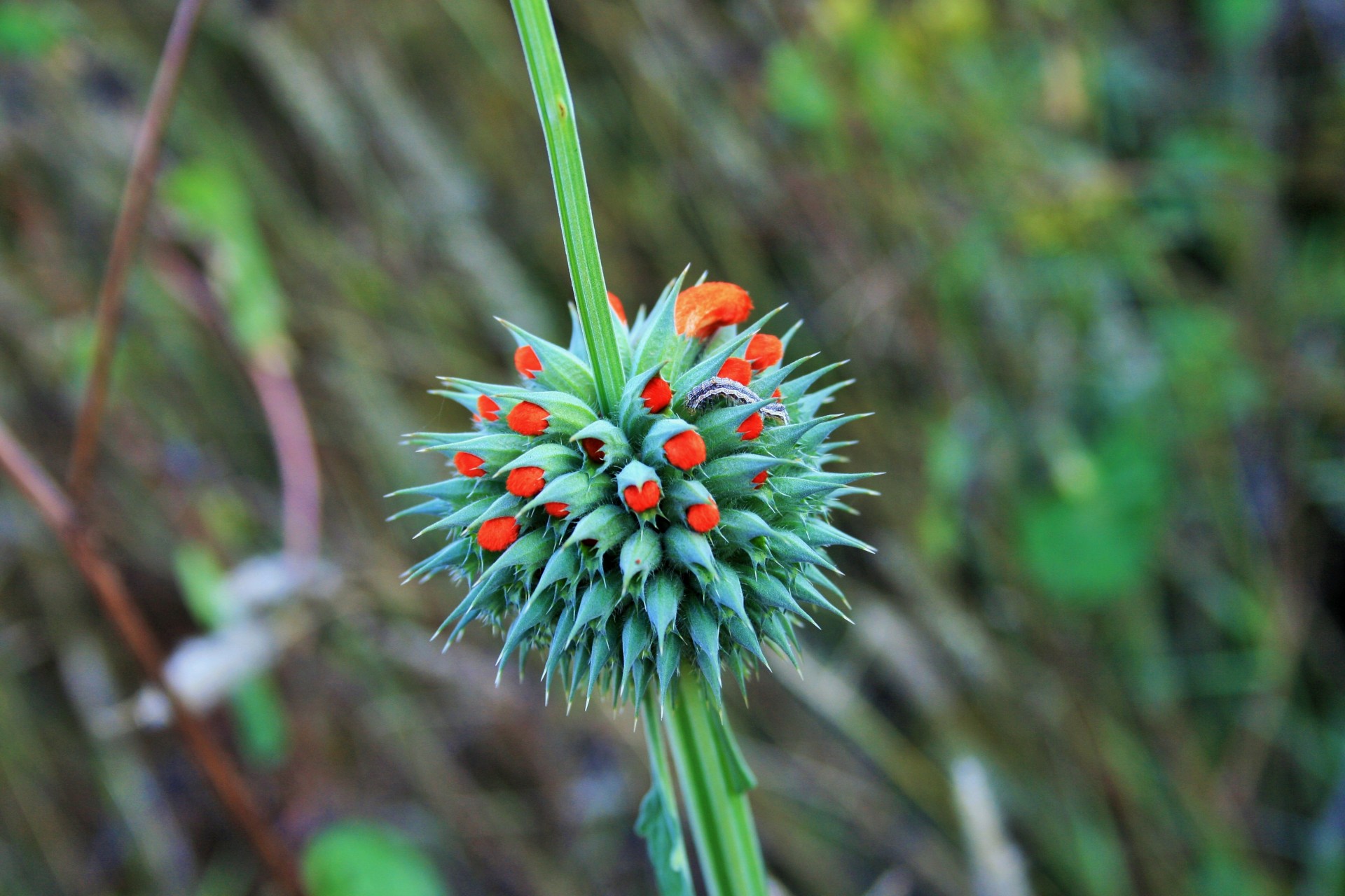 veld flower weed free photo