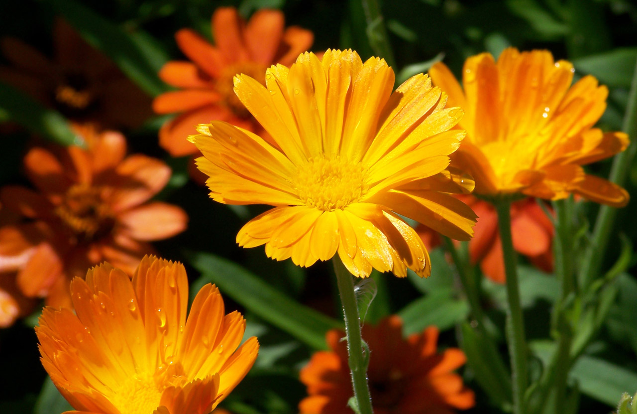 orange flowers summer free photo