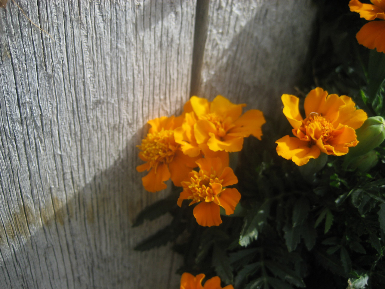 orange flowers wood free photo