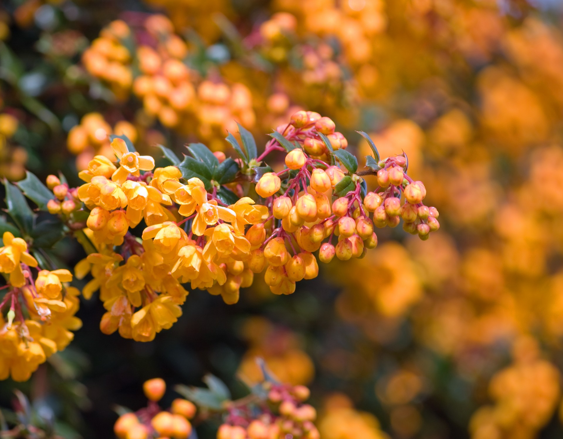 orange flowers tree free photo