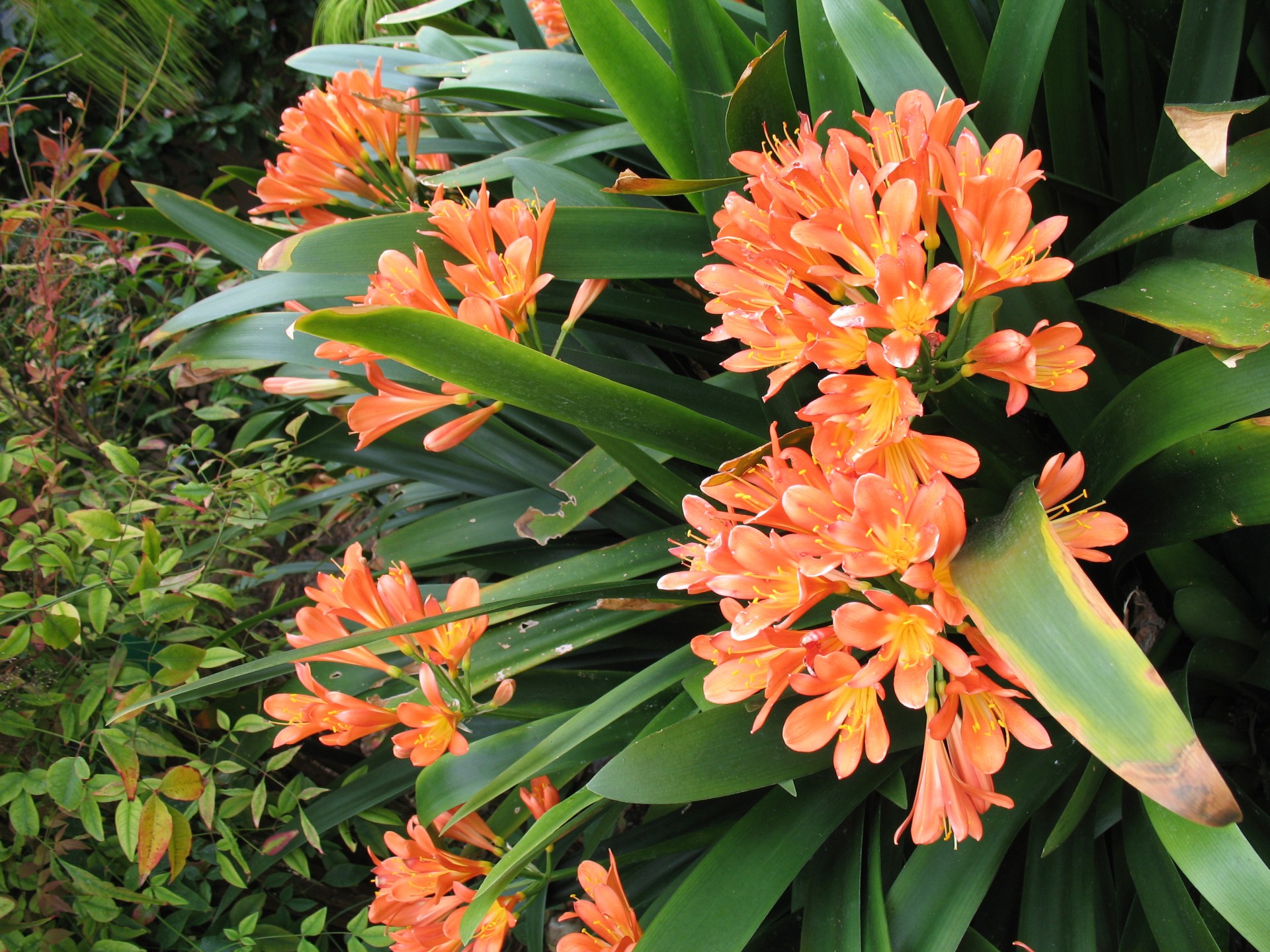 orange flowers orange flowers free photo