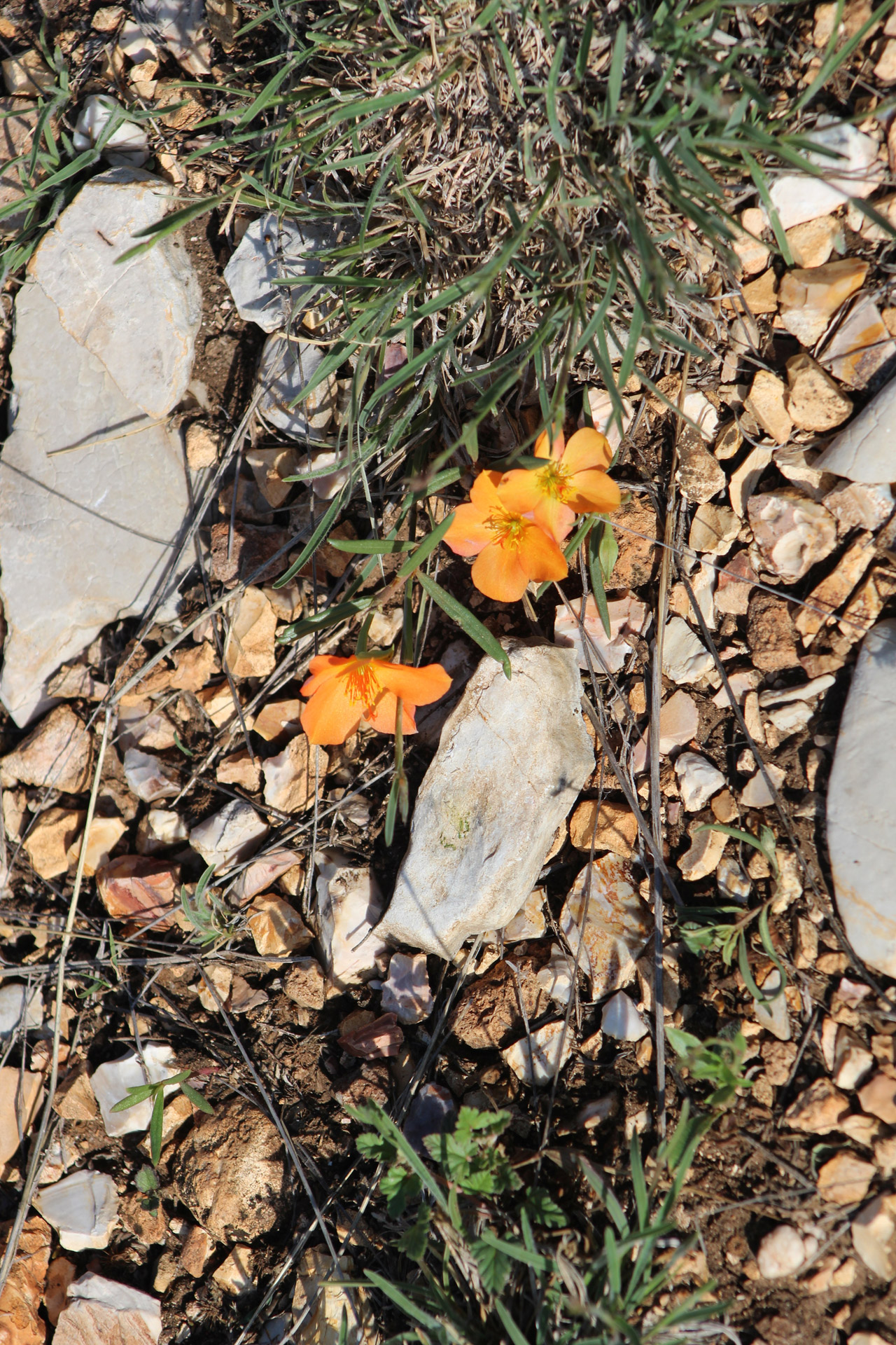 flowers spring orange flower free photo