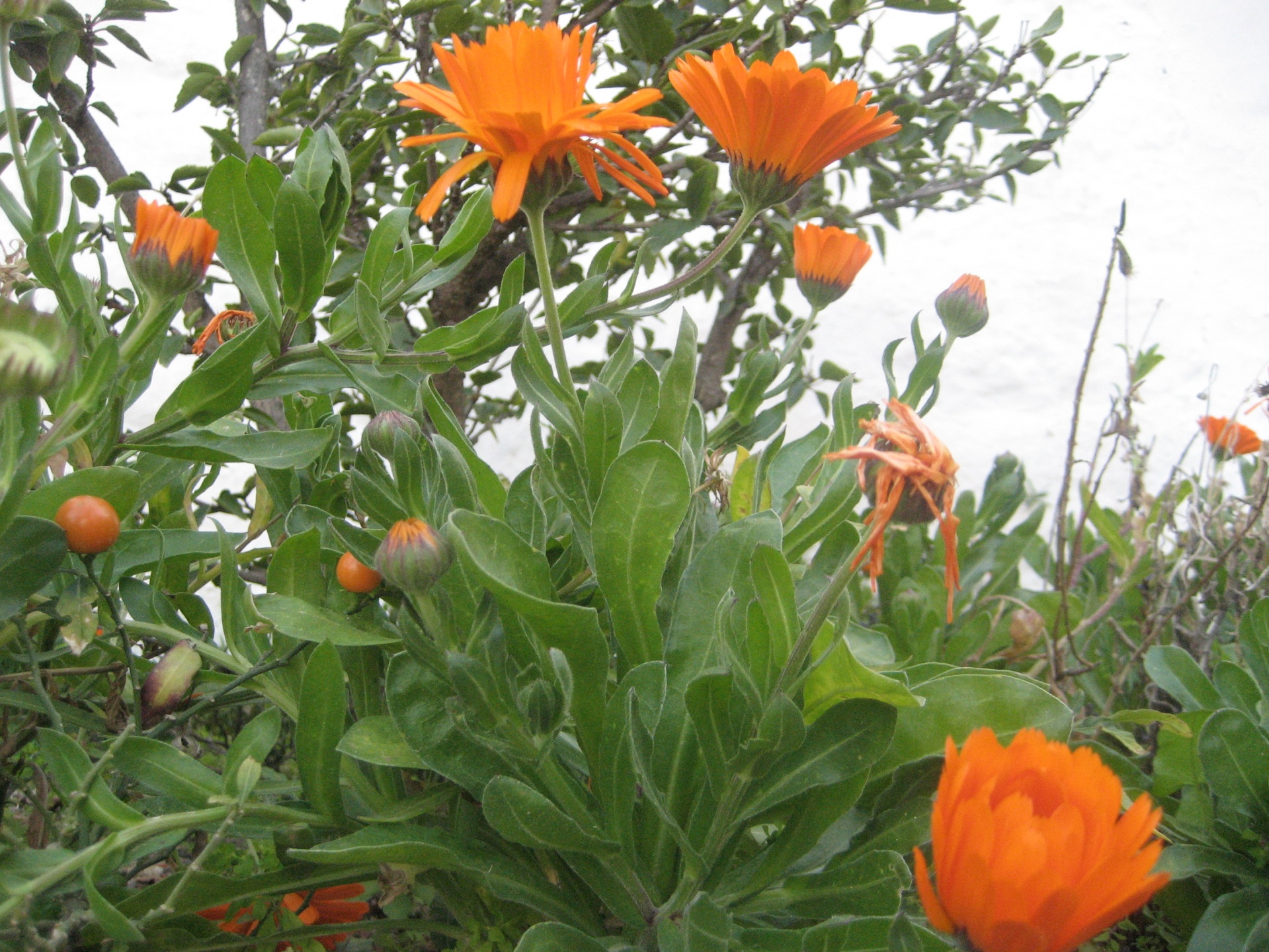 flowers orange plant free photo