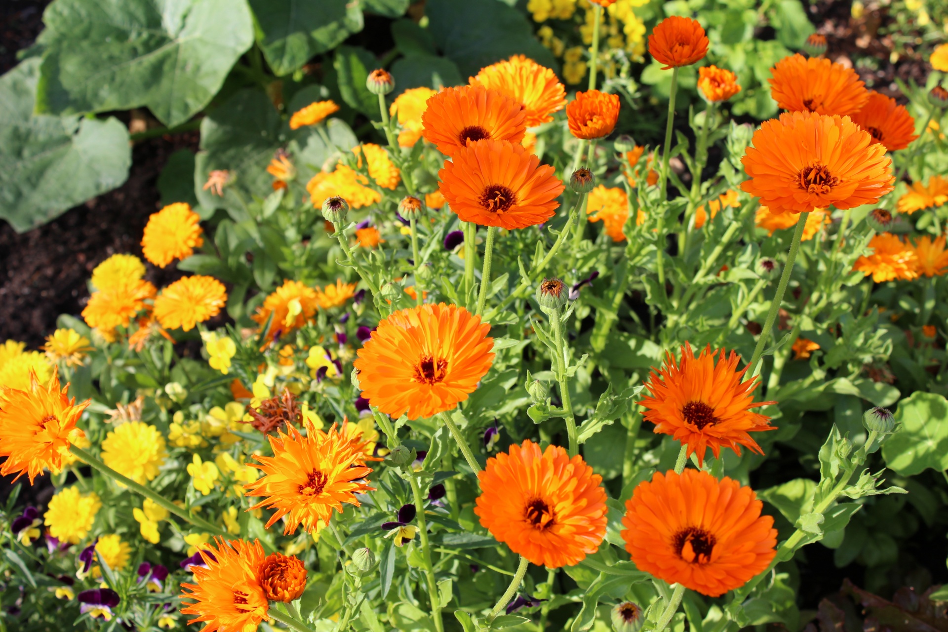 orange yellow flowers free photo