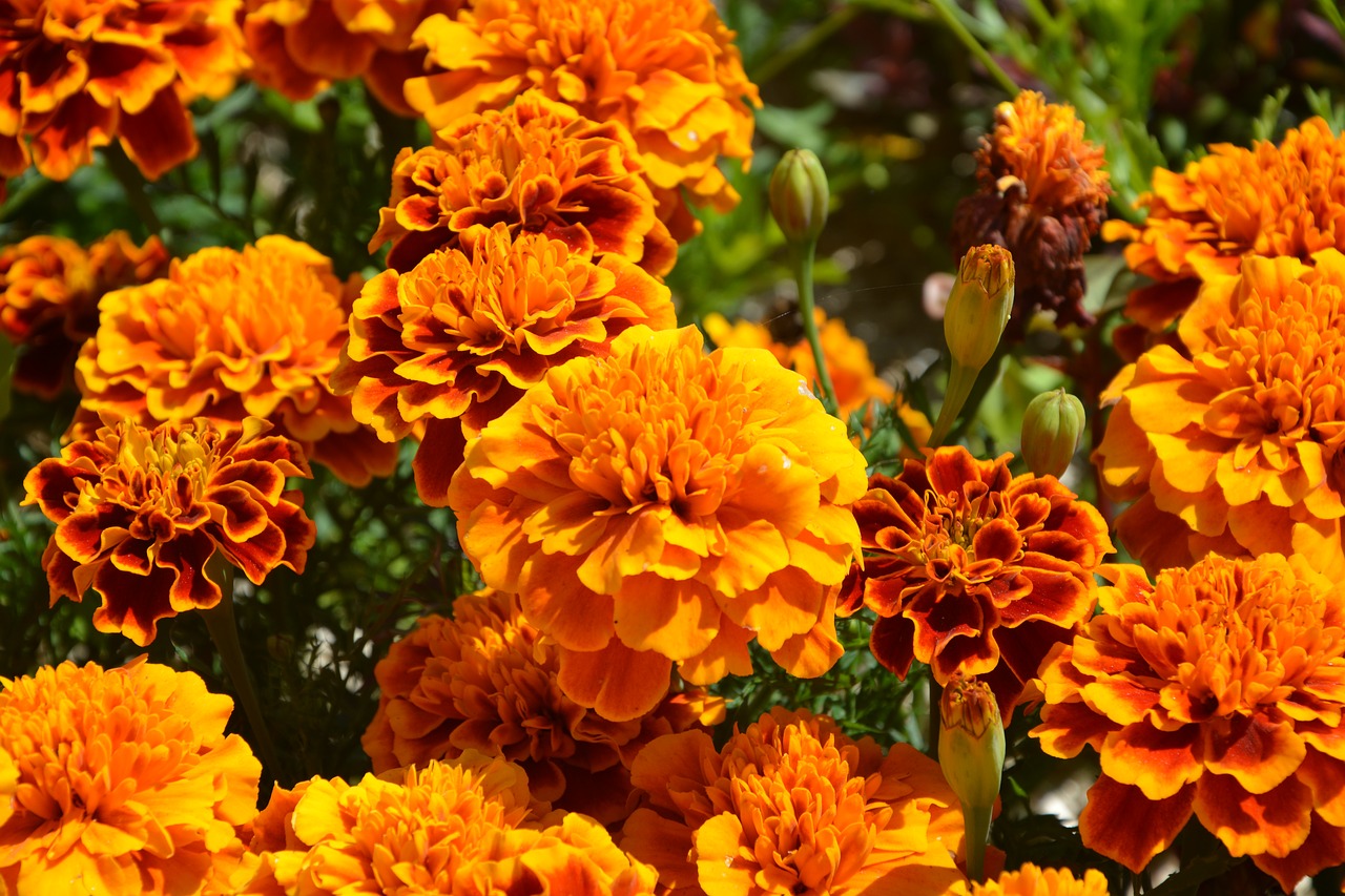 Orange flowers,carnations of india,petals,summer,nature - free ...