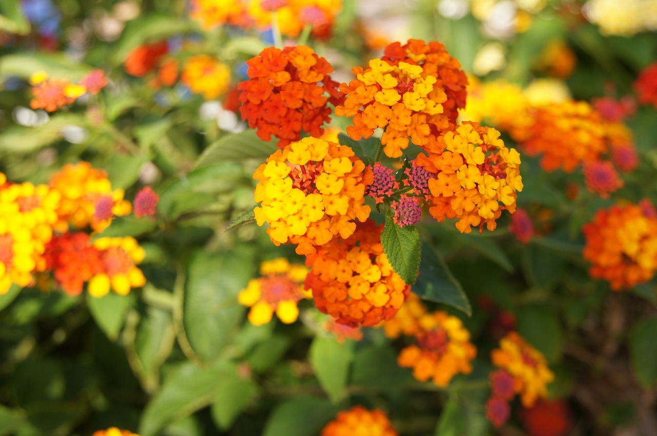 orange flowers orange flower free photo