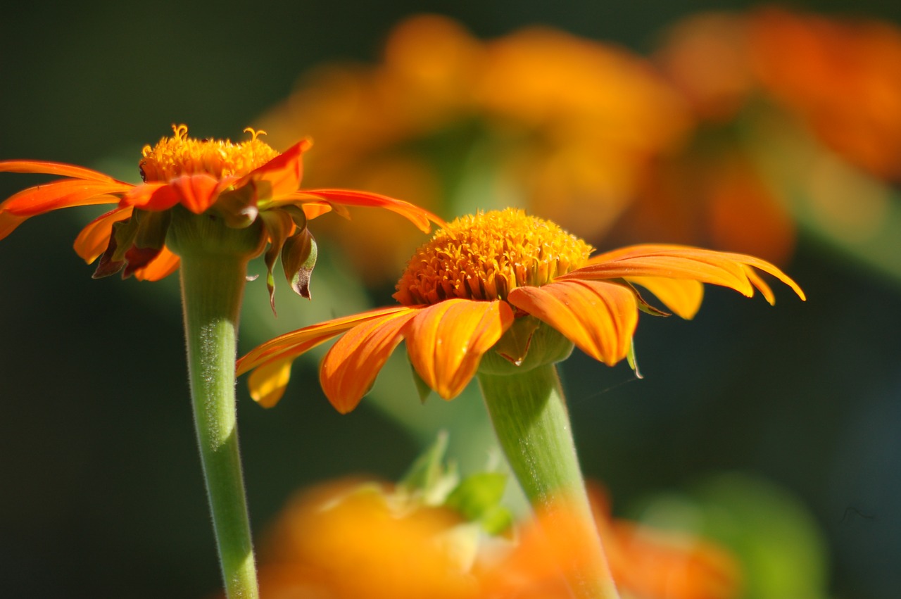 orange flowers  nature  flowers free photo