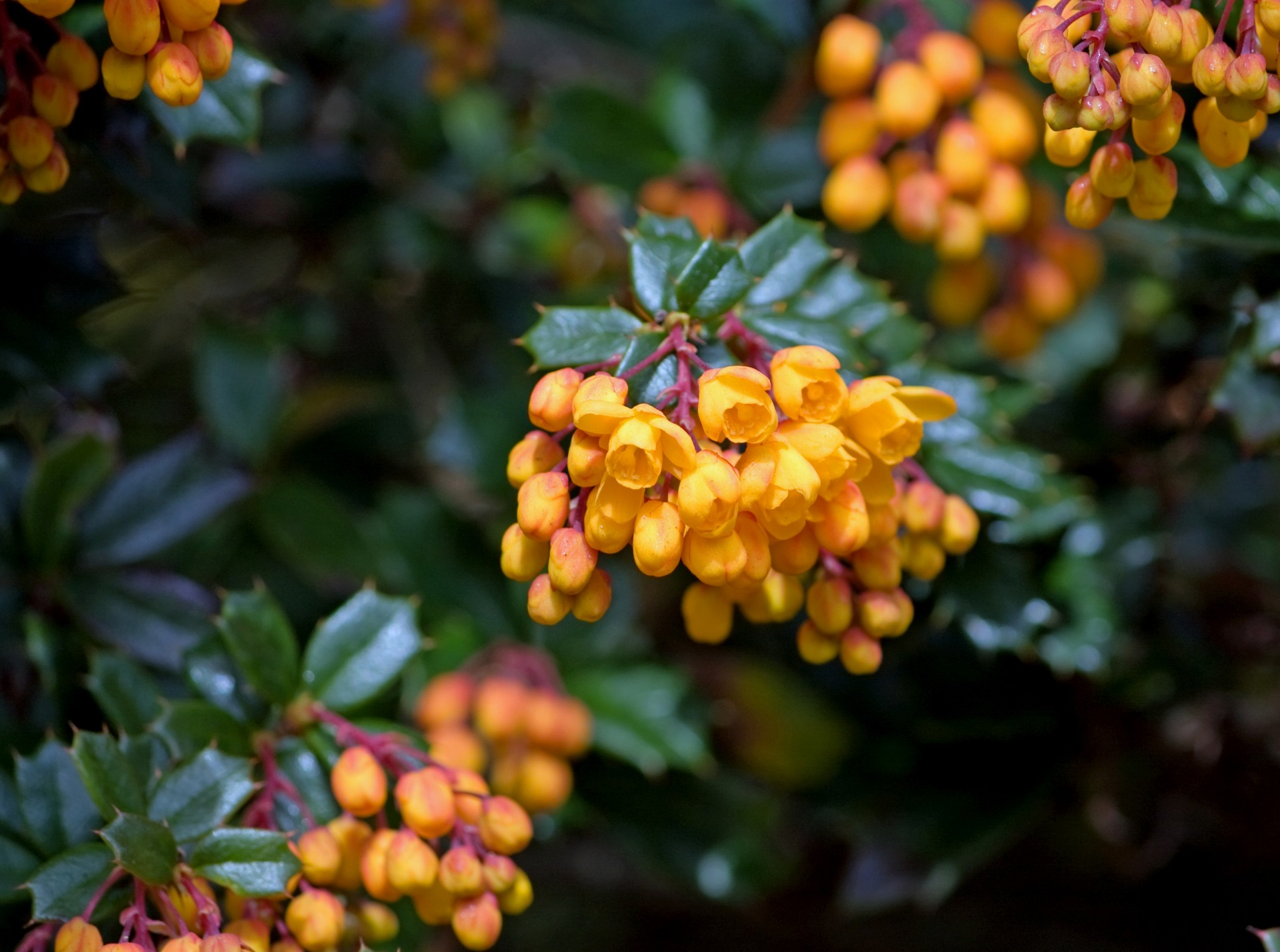 orange flowers floral free photo