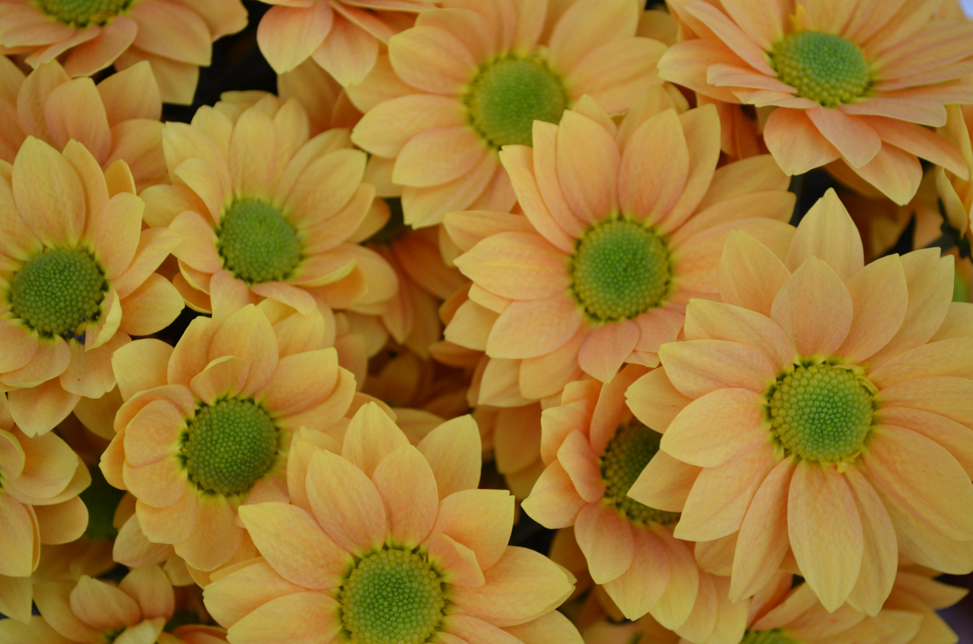 orange flowers nature free photo