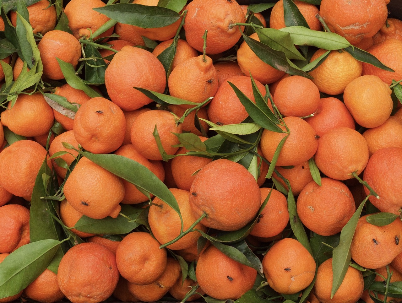 orange fruit in good health leaf free photo