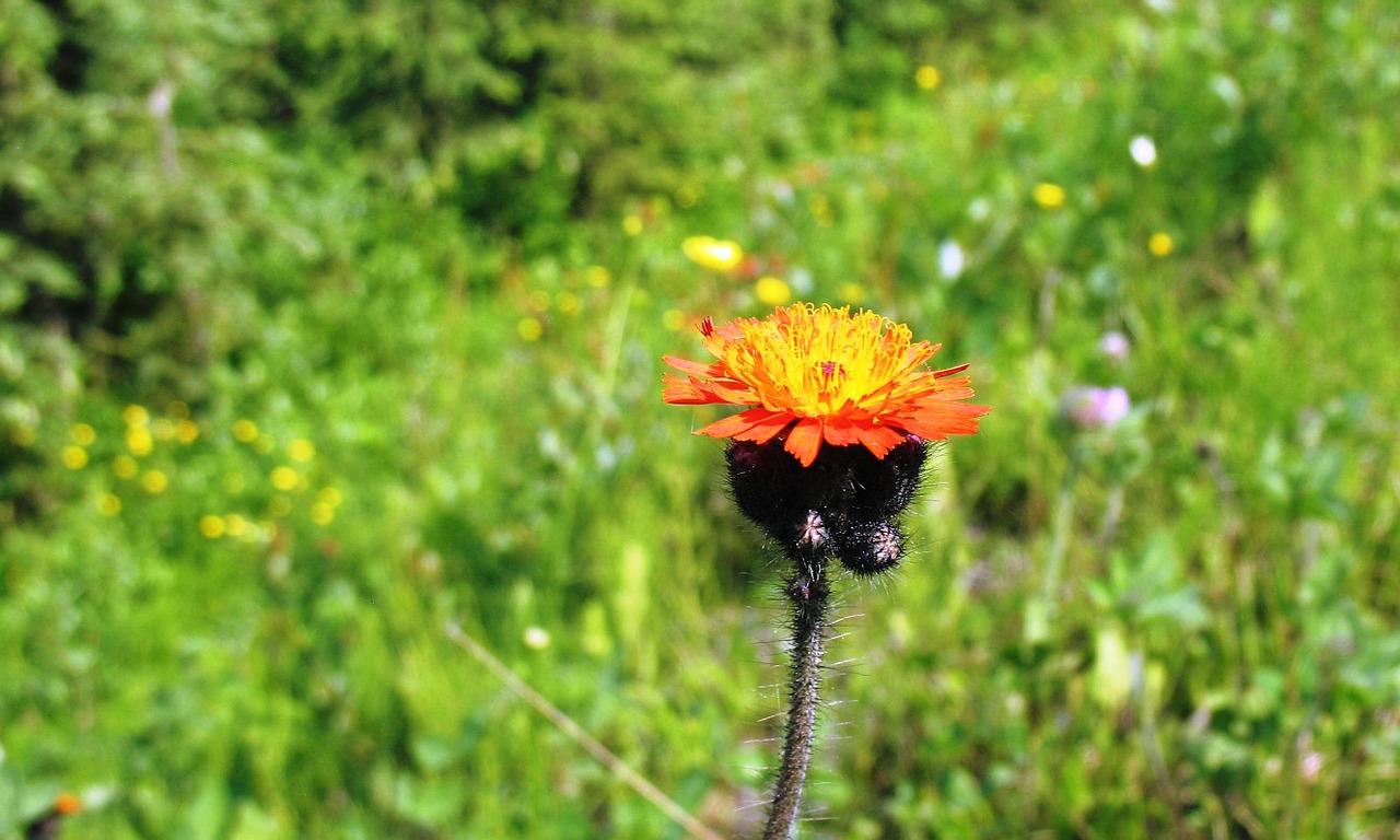 orange hawkweed pilosella aurantiaca flowers free photo